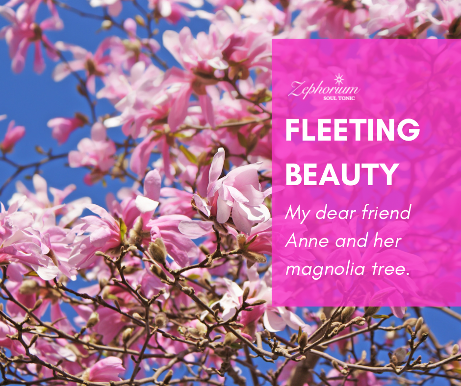 Fleeting Beauty - My dear friend Anne and her magnolia tree.